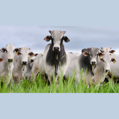 Notícias Agrícolas - Podcasts