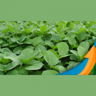 Notícias Agrícolas - Podcasts