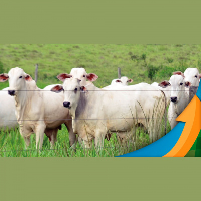 Notícias Agrícolas - Podcasts