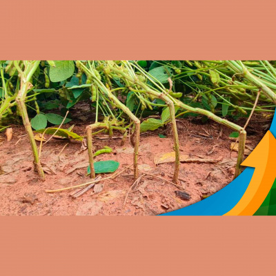 Notícias Agrícolas - Podcasts