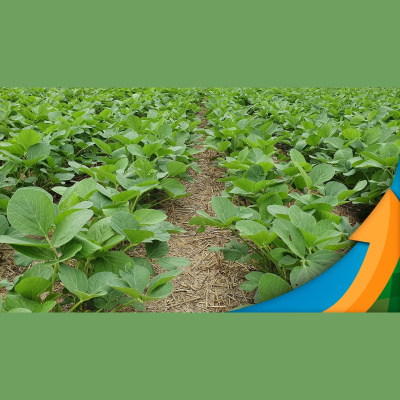 Notícias Agrícolas - Podcasts