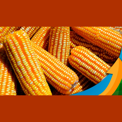 Notícias Agrícolas - Podcasts