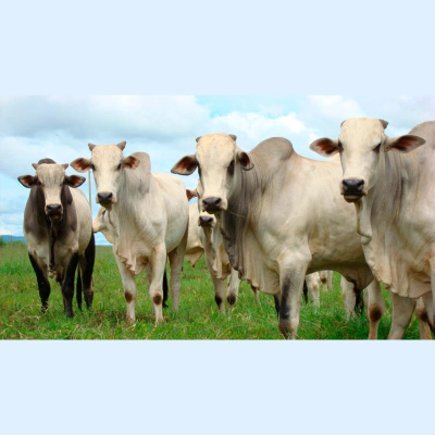 Notícias Agrícolas - Podcasts