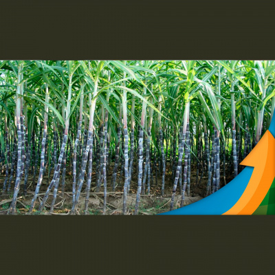 Notícias Agrícolas - Podcasts