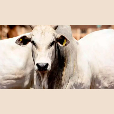 Notícias Agrícolas - Podcasts