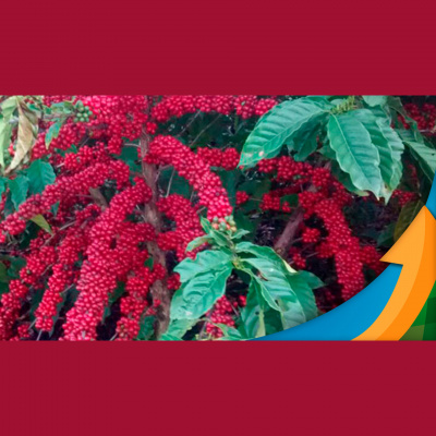 Notícias Agrícolas - Podcasts