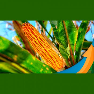 Notícias Agrícolas - Podcasts