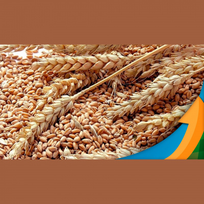 Notícias Agrícolas - Podcasts