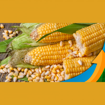 Notícias Agrícolas - Podcasts