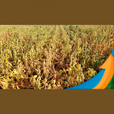 Notícias Agrícolas - Podcasts