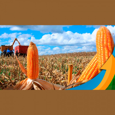 Notícias Agrícolas - Podcasts