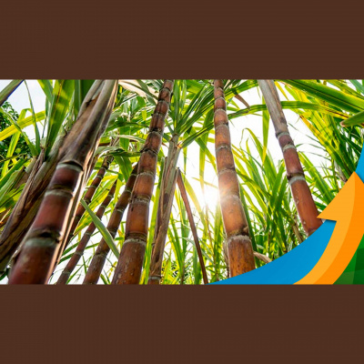 Notícias Agrícolas - Podcasts