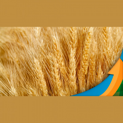 Notícias Agrícolas - Podcasts