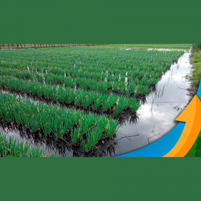 Notícias Agrícolas - Podcasts