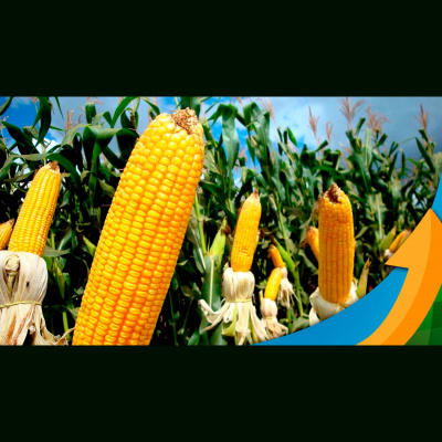 Notícias Agrícolas - Podcasts