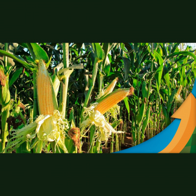 Notícias Agrícolas - Podcasts