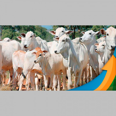 Notícias Agrícolas - Podcasts