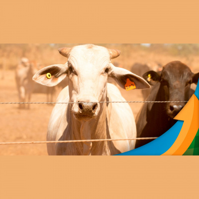 Notícias Agrícolas - Podcasts