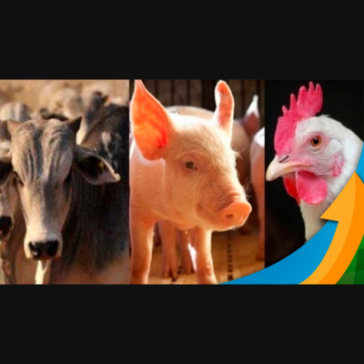 Notícias Agrícolas - Podcasts