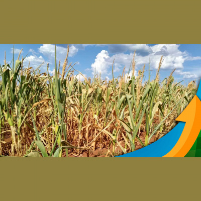 Notícias Agrícolas - Podcasts