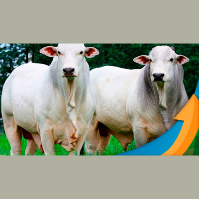 Notícias Agrícolas - Podcasts