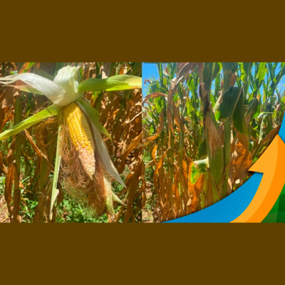 Notícias Agrícolas - Podcasts