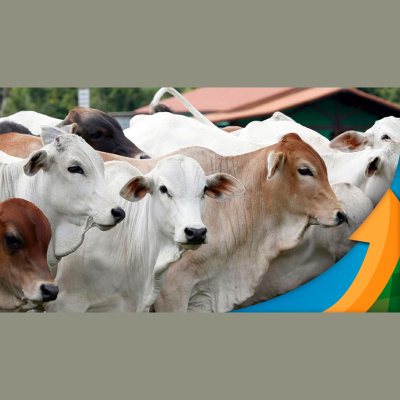 Notícias Agrícolas - Podcasts