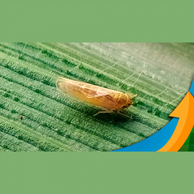 Notícias Agrícolas - Podcasts