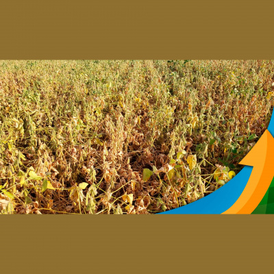 Notícias Agrícolas - Podcasts