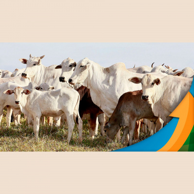 Notícias Agrícolas - Podcasts