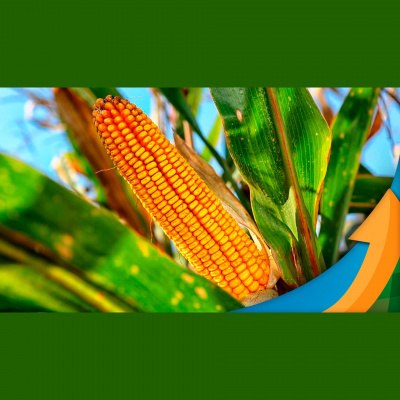 Notícias Agrícolas - Podcasts