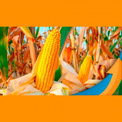 Notícias Agrícolas - Podcasts