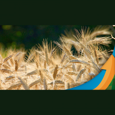 Notícias Agrícolas - Podcasts