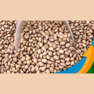 Notícias Agrícolas - Podcasts