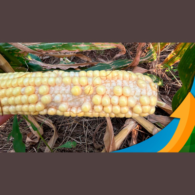 Notícias Agrícolas - Podcasts