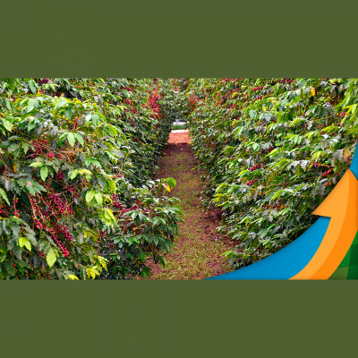 Notícias Agrícolas - Podcasts