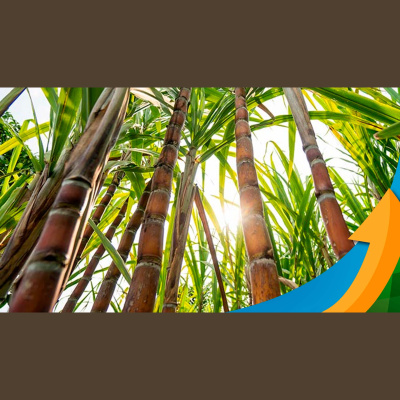 Notícias Agrícolas - Podcasts