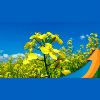 Notícias Agrícolas - Podcasts