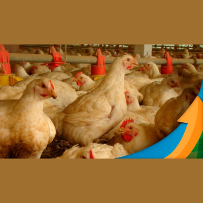 Notícias Agrícolas - Podcasts