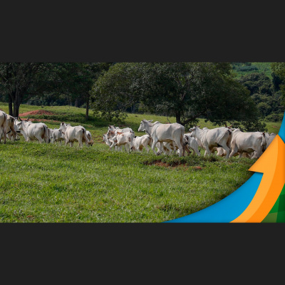 Notícias Agrícolas - Podcasts