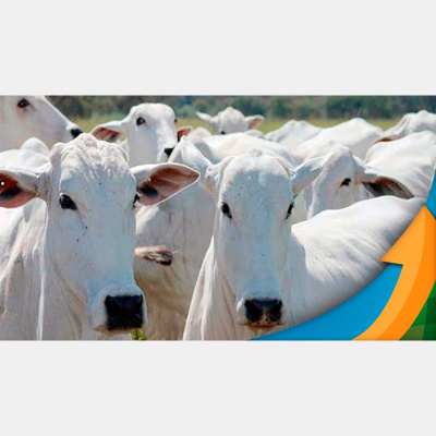 Notícias Agrícolas - Podcasts