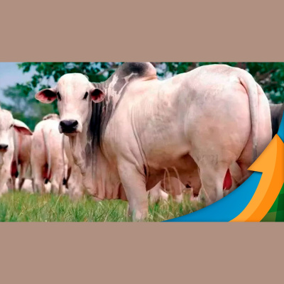 Notícias Agrícolas - Podcasts