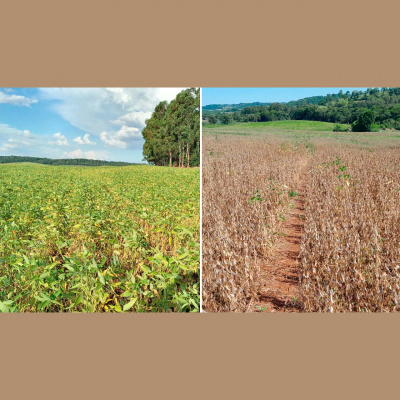 Notícias Agrícolas - Podcasts