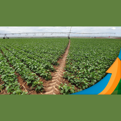 Notícias Agrícolas - Podcasts