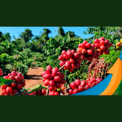 Notícias Agrícolas - Podcasts