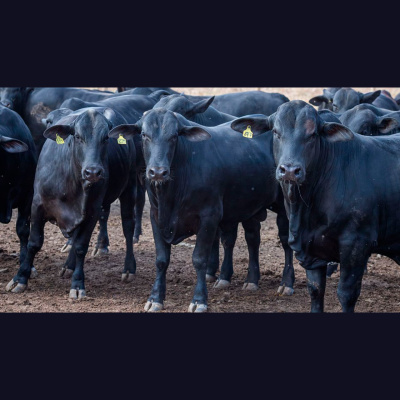 Notícias Agrícolas - Podcasts