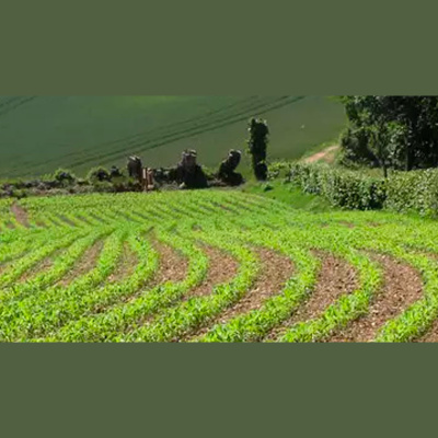 Notícias Agrícolas - Podcasts