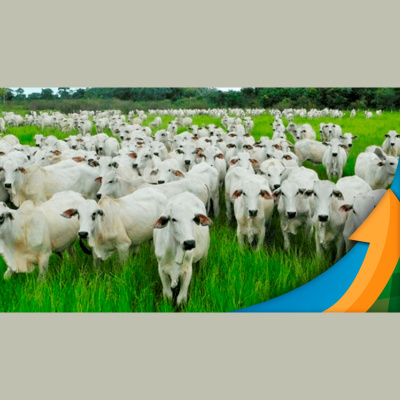 Notícias Agrícolas - Podcasts