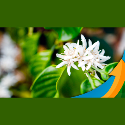 Notícias Agrícolas - Podcasts