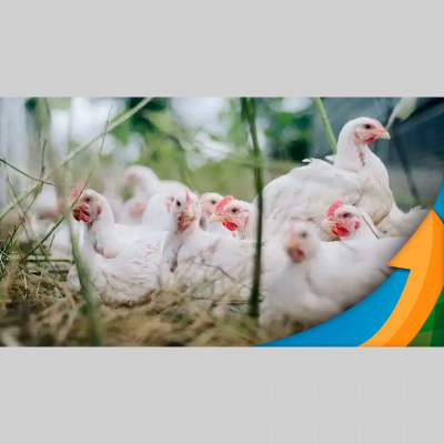 Notícias Agrícolas - Podcasts